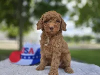 Roscoe, a male Miniature Goldendoodle for sale in Fort Wayne, IN – 3 of 3