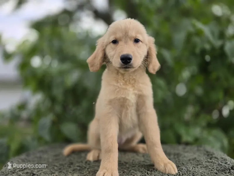 Ingrid – Golden Retriever puppy for sale in Fort Wayne, IN