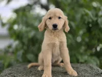 Ingrid, a female Golden Retriever for sale in Fort Wayne, IN – 1 of 3