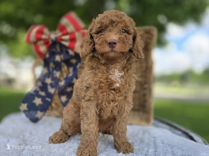 Roscoe – Miniature Goldendoodle puppy for sale in Fort Wayne, IN