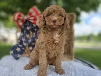 Roscoe, a male Miniature Goldendoodle for sale in Fort Wayne, IN – 1 of 3