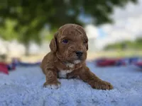 Rusty, a male Miniature Goldendoodle for sale in Fort Wayne, IN – 2 of 3
