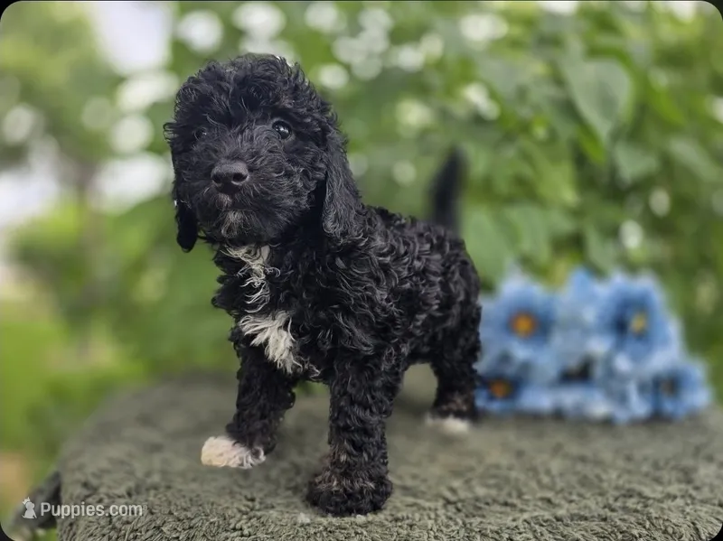 Turbo – Miniature Goldendoodle puppy for sale in Fort Wayne, IN