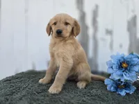 Rolo, a male Golden Retriever for sale in Fort Wayne, IN – 2 of 3