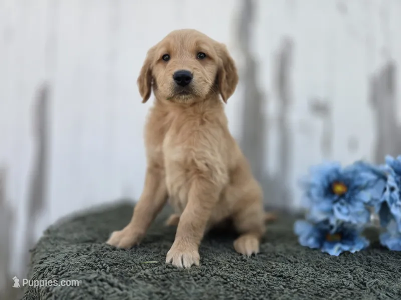 Marley – Golden Retriever puppy for sale in Fort Wayne, IN