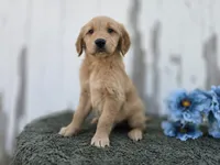 Marley, a male Golden Retriever for sale in Fort Wayne, IN – 1 of 3