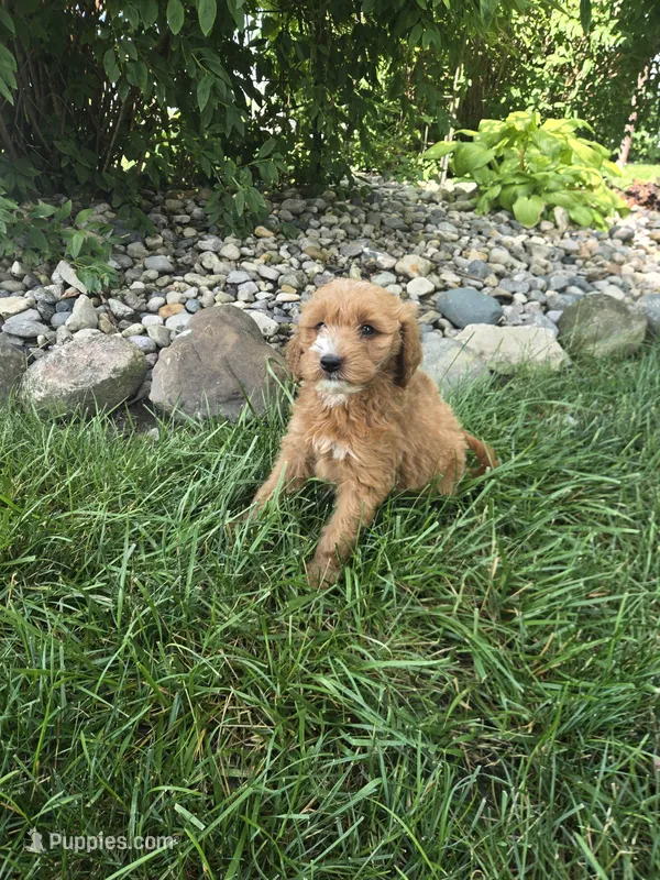 Tilly #9570 – Miniature Goldendoodle puppy for sale in Fort Wayne, IN