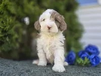 Jared, a male Miniature Bernedoodle for sale in Fort Wayne, IN – 2 of 2