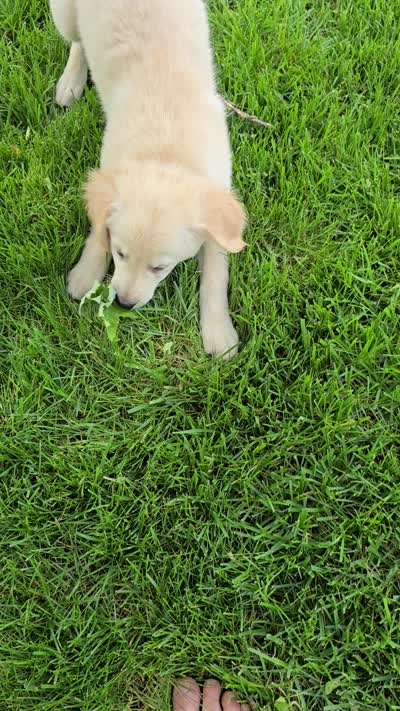 Tyson, a male Golden Retriever for sale in Fort Wayne, IN – 3 of 3