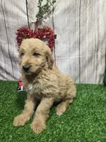 Tim, a male Miniature Goldendoodle for sale in Fort Wayne, IN – 2 of 3
