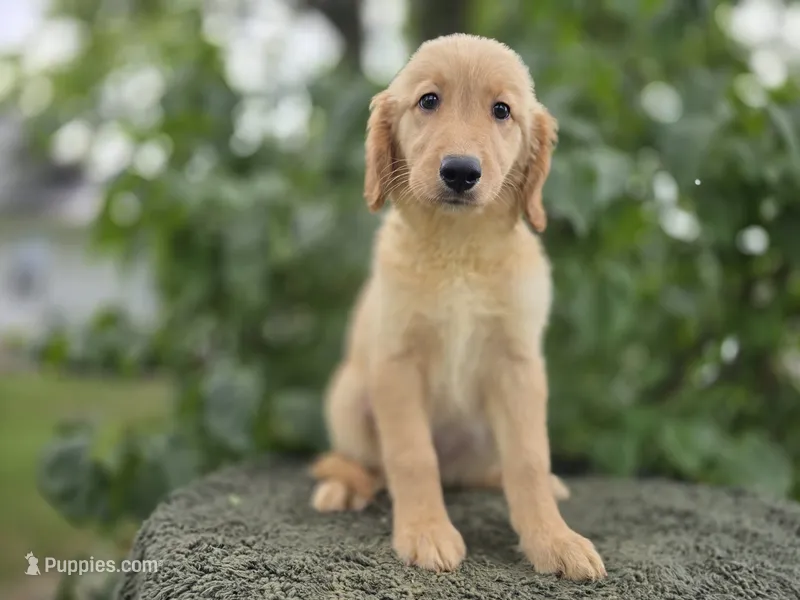 Sabha – Golden Retriever puppy for sale in Fort Wayne, IN
