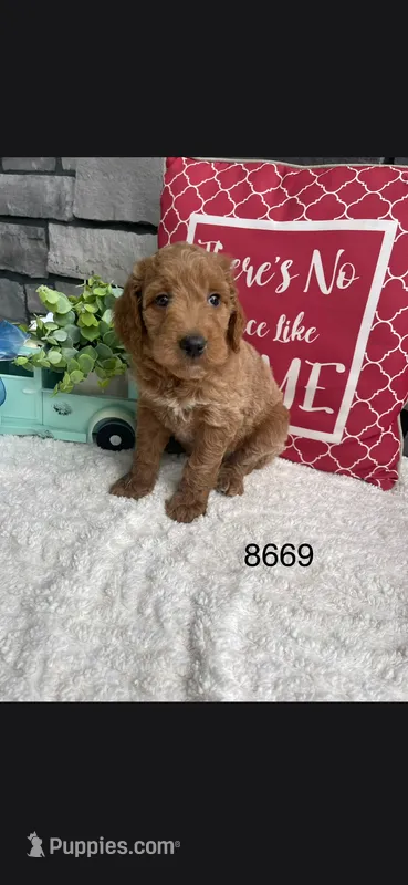 Willow – Miniature Goldendoodle puppy for sale in Fort Wayne, IN