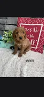Willow, a male Miniature Goldendoodle for sale in Fort Wayne, IN – 1 of 1