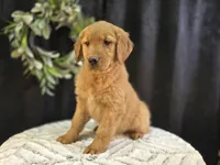 Mary / 8681, a female Golden Retriever for sale in Fort Wayne, IN – Photo 2 of 2