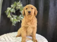 Mary / 8681, a female Golden Retriever for sale in Fort Wayne, IN – Photo 1 of 2