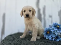 Coby, a male Golden Retriever for sale in Fort Wayne, IN – 2 of 3