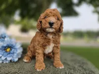 Murphy, a male Miniature Goldendoodle for sale in Fort Wayne, IN – 3 of 3