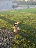 Scout #2304, a male Miniature Bernedoodle for sale in Fort Wayne, IN – 4 of 4