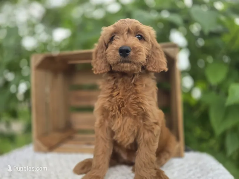 Fleur – Miniature Goldendoodle puppy for sale in Fort Wayne, IN