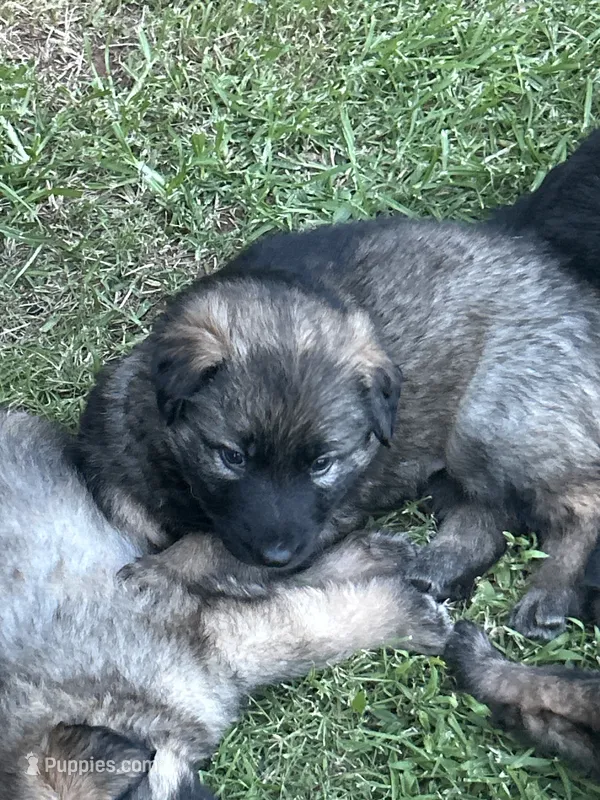 February  – German Shepherd Dog puppy for sale in Marshall, OK