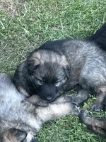 February , a male German Shepherd Dog for sale in Marshall, OK – 1 of 1