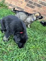 September, a male German Shepherd Dog for sale in Marshall, OK – 3 of 4