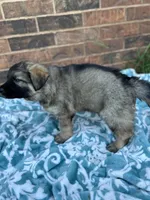 August, a male German Shepherd Dog for sale in Marshall, OK – 2 of 4
