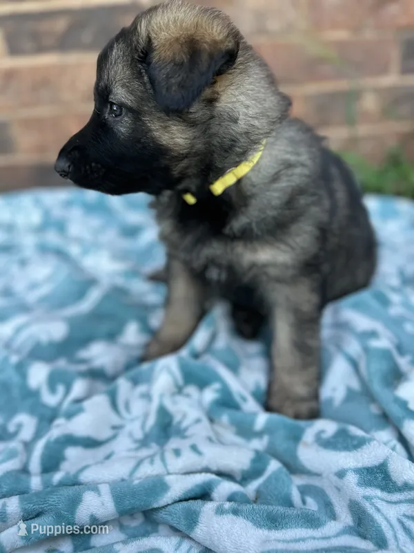 July – German Shepherd Dog puppy for sale in Marshall, OK