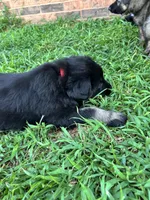 September, a male German Shepherd Dog for sale in Marshall, OK – 4 of 4