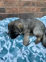 August, a male German Shepherd Dog for sale in Marshall, OK – 3 of 4