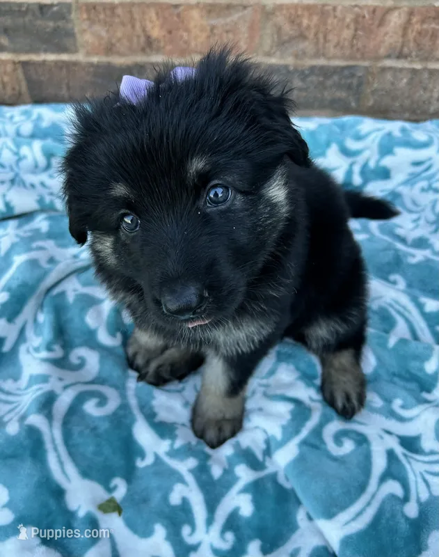 March – German Shepherd Dog puppy for sale in Marshall, OK