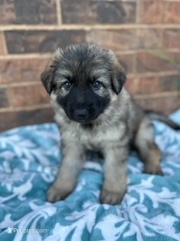 August – German Shepherd Dog puppy for sale in Marshall, OK