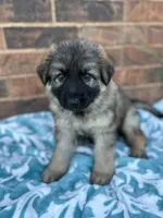 August, a male German Shepherd Dog for sale in Marshall, OK – 1 of 4