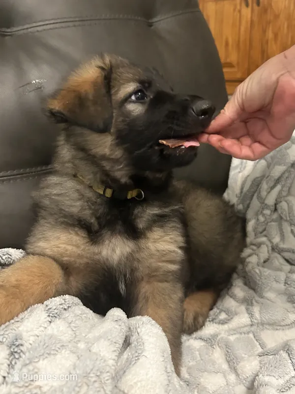 July – German Shepherd Dog puppy for sale in Marshall, OK