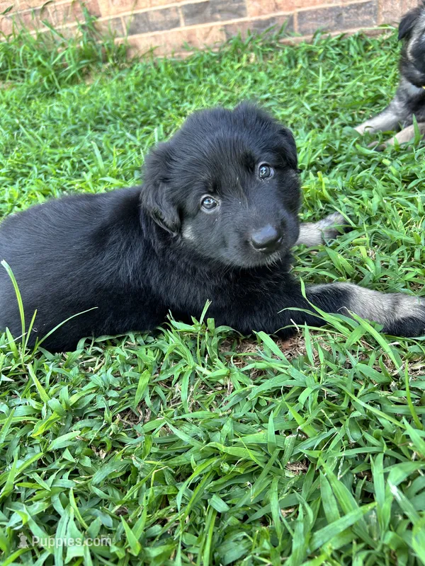 September – German Shepherd Dog puppy for sale in Marshall, OK