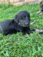 September, a male German Shepherd Dog for sale in Marshall, OK – 1 of 4