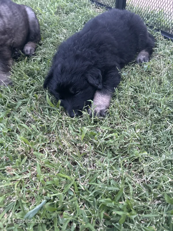 April  – German Shepherd Dog puppy for sale in Marshall, OK