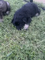 April , a female German Shepherd Dog for sale in Marshall, OK – 1 of 1