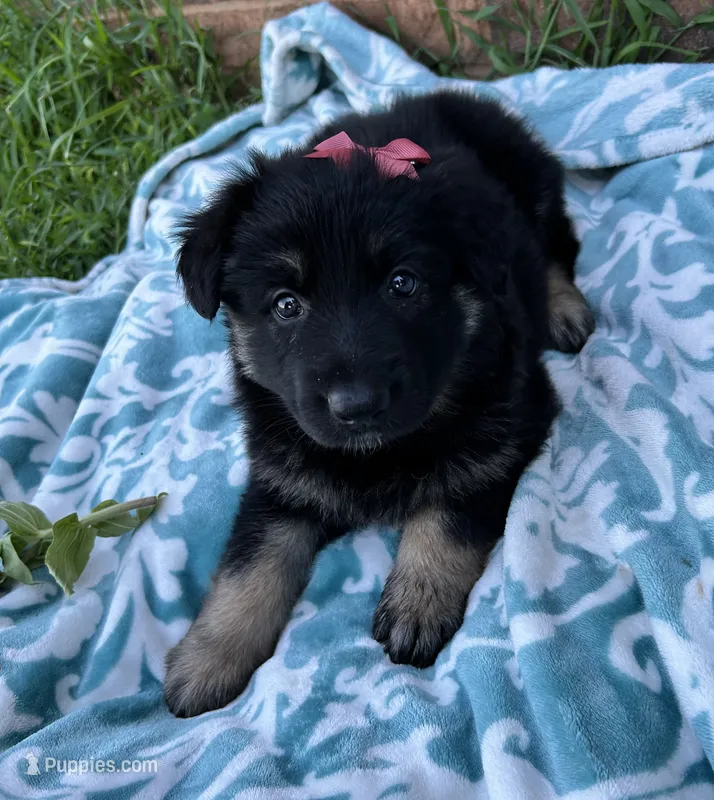 April  – German Shepherd Dog puppy for sale in Marshall, OK