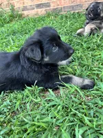 September, a male German Shepherd Dog for sale in Marshall, OK – 2 of 4