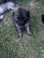 July, a male German Shepherd Dog for sale in Marshall, OK – 1 of 1