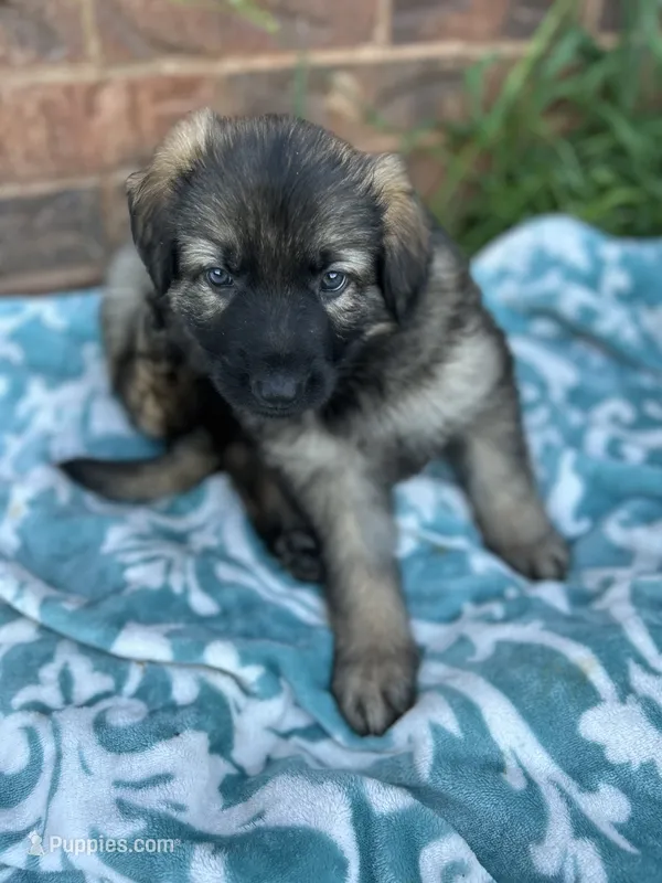 June – German Shepherd Dog puppy for sale in Marshall, OK
