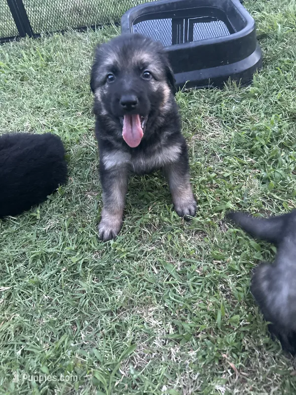 June – German Shepherd Dog puppy for sale in Marshall, OK