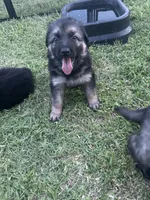 June, a male German Shepherd Dog for sale in Marshall, OK – 1 of 1