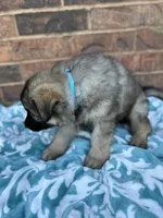 August, a male German Shepherd Dog for sale in Marshall, OK – 4 of 4