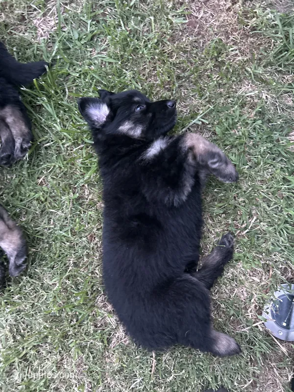 March – German Shepherd Dog puppy for sale in Marshall, OK
