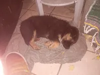 Bear, a male Australian Cattle Dog for sale in Yucca Valley, CA – Photo 1 of 2