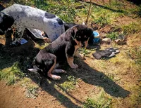 Mercy , a female Australian Cattle Dog for sale in Yucca Valley, CA – Photo 1 of 2