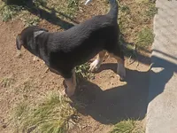 Mercy , a female Australian Cattle Dog for sale in Yucca Valley, CA – Photo 2 of 2