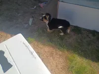 Curly , a female Australian Cattle Dog for sale in Yucca Valley, CA – Photo 2 of 2